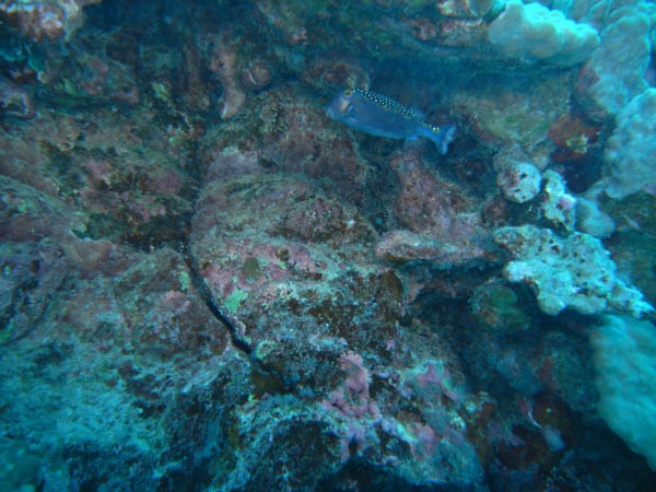 M0011265