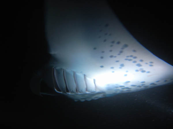 M0011274
