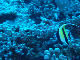 M0011204