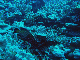 M0011235