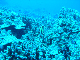 M0011243