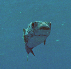 M0011250