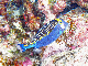 M0011264