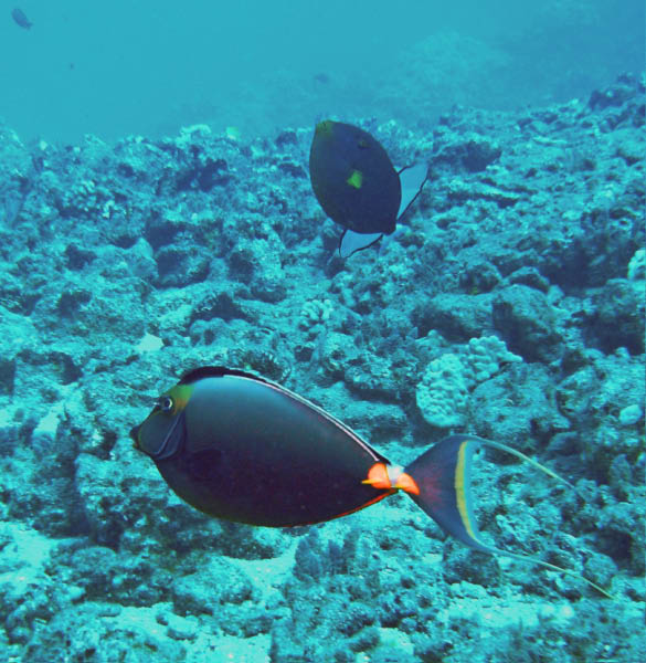 M0011397
