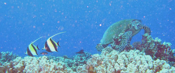 M0011442