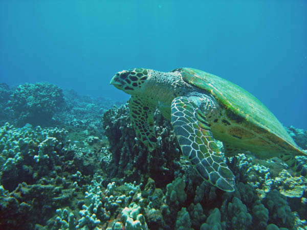 M0011448
