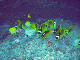 M0011409