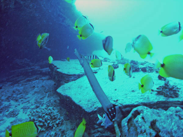 M0011529