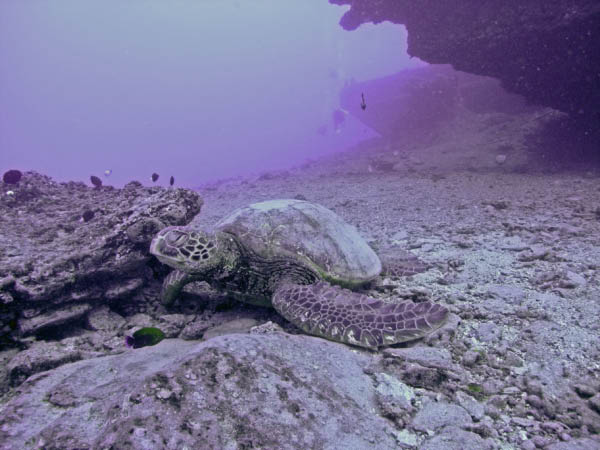 M0011536