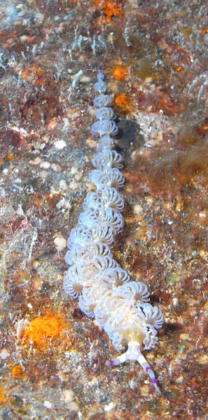 M0011541