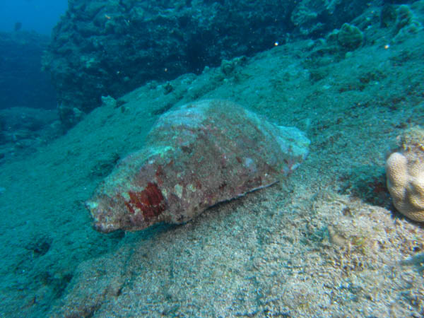 M0011549