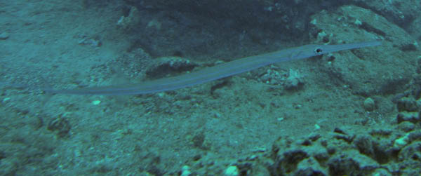 M0011577a