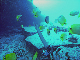 M0011529