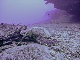 M0011536