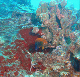 M0011575