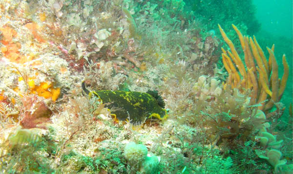 M0012205