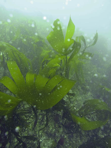 M0012209
